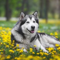 Bradford_Danya