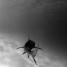 Dmitry_Shadow