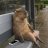 Ilyas_Goat