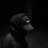 Dava_Rose